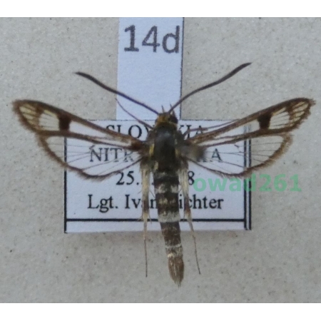Chamaesphecia astatiformis (Herrich-Schäffer, 1846) Slovakia14d